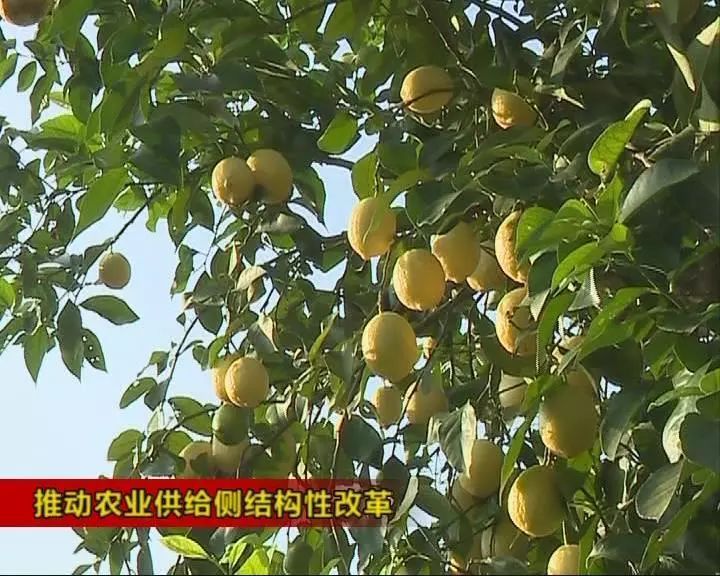 2018中國檸檬產(chǎn)業(yè)發(fā)展大會舉行 力建“千億產(chǎn)業(yè)”